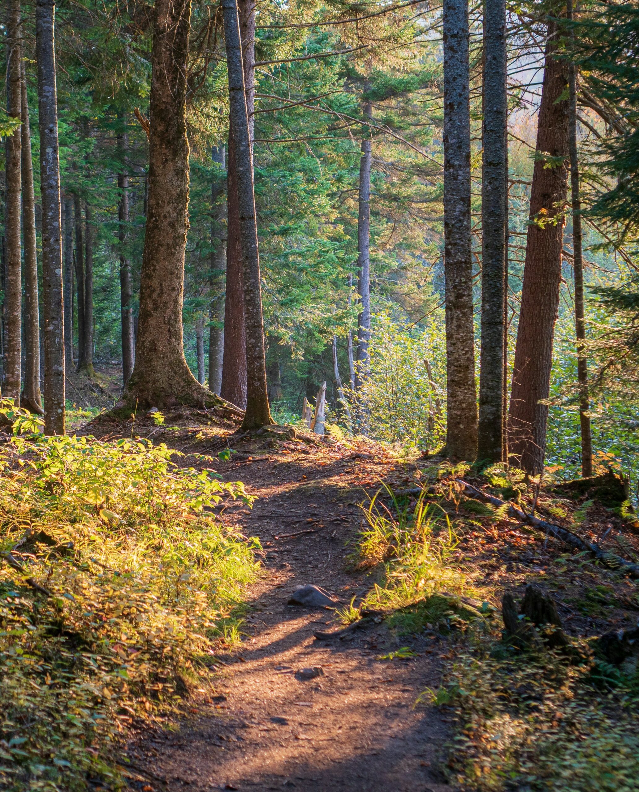 Sentier forestier illustrant le cheminement et l'évolution de l'Association des Praticiens en Biokinergie